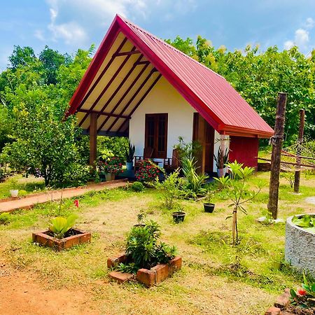 Sigiri Enaya Cottage 锡吉里亚 外观 照片
